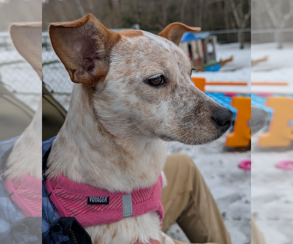 Medium Photo #3 Mutt Puppy For Sale in Garden City, NY, USA