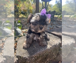 Yorkshire Terrier Puppy for sale in FAIRLAND, IN, USA