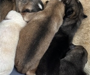 Medium German Shepherd Dog-Wolf Hybrid Mix