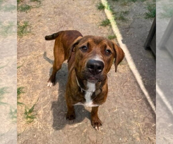 Medium Photo #2 American Staffordshire Terrier-Unknown Mix Puppy For Sale in Lakewood, CO, USA