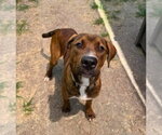 Small #1 American Staffordshire Terrier Mix