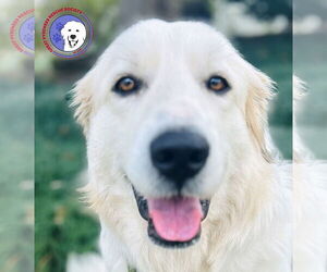 Great Pyrenees Dogs for adoption in Spring, TX, USA