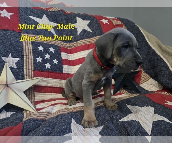 Medium Photo #7 Great Dane Puppy For Sale in HALIFAX, PA, USA