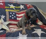 Puppy Mint Chip Great Dane