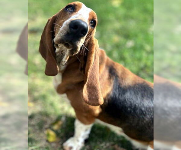 Medium Photo #1 Basset Hound Puppy For Sale in Deepwater, NJ, USA
