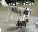 Small Photo #5 Miniature Bernedoodle-Poodle (Toy) Mix Puppy For Sale in HERRIMAN, UT, USA