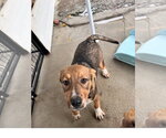 Small Photo #2 Mountain Cur-Unknown Mix Puppy For Sale in Tracy City, TN, USA