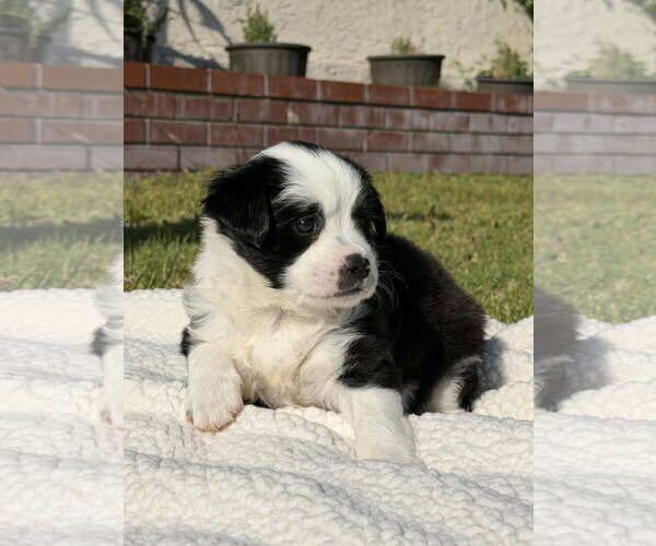 Medium Photo #1 Border-Aussie Puppy For Sale in Lake Elsinore, CA, USA