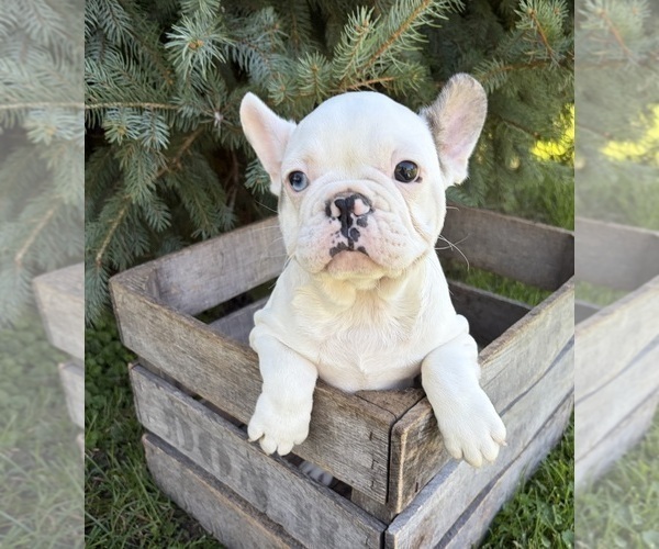 Medium Photo #2 French Bulldog Puppy For Sale in MIDDLEBURY, IN, USA