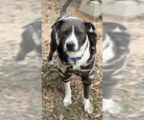 Medium Photo #1 Staffordshire Bull Terrier Puppy For Sale in Houston, TX, USA