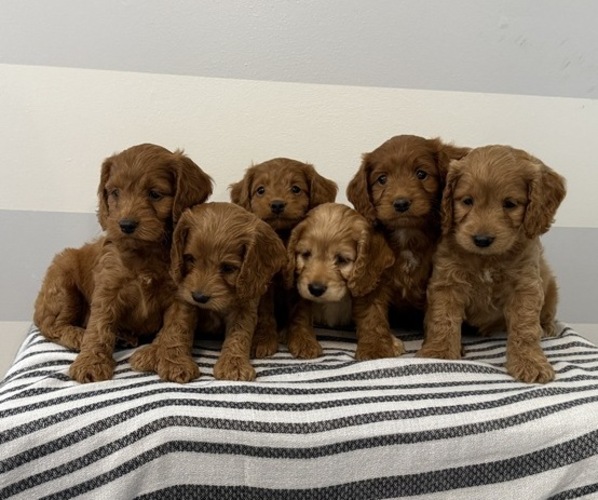 Medium Photo #6 Cavapoo Puppy For Sale in STANLEY, WI, USA