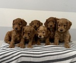 Small #5 Cavapoo