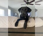 Small #2 Labrador Retriever Mix