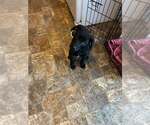 Small #7 Labrador Retriever Mix
