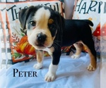 Puppy Peter Pan Olde English Bulldogge