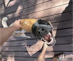 Small #7 Mutt