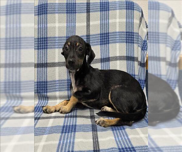 Medium Photo #1 Labbe Puppy For Sale in Grovetown, GA, USA