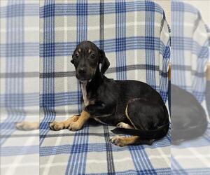 Labbe Dogs for adoption in Grovetown, GA, USA