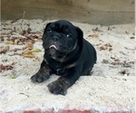 Small Photo #11 Olde English Bulldogge Puppy For Sale in POWAY, CA, USA