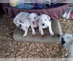 Small Photo #11 American Pit Bull Terrier-Labrador Retriever Mix Puppy For Sale in MOORESBORO, NC, USA