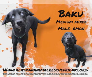 Sheprador Dogs for adoption in Anchorage, AK, USA