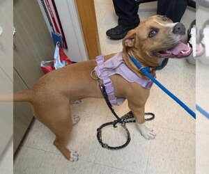 Mutt Dogs for adoption in Plano, TX, USA