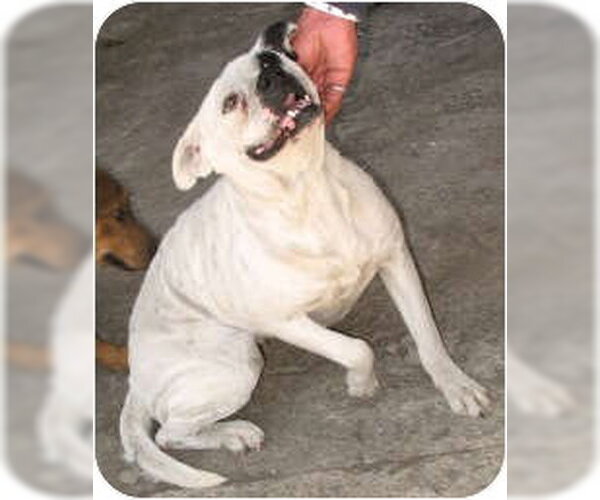 Medium Photo #4 Mutt Puppy For Sale in San Diego, CA, USA
