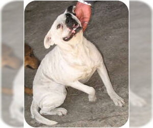 Blanca - Female Mutt Dog for Adoption - Photo #4