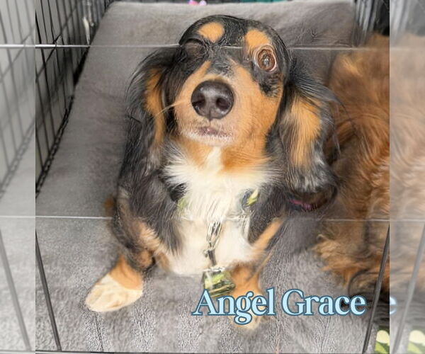 Medium Photo #7 Dachshund Puppy For Sale in San Antonio, TX, USA