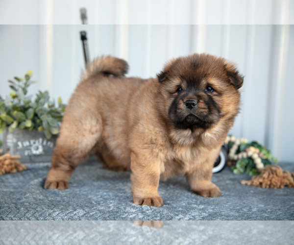 Medium Photo #17 Chow Chow Puppy For Sale in WOLCOTTVILLE, IN, USA