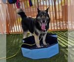 Small German Shepherd Dog Mix