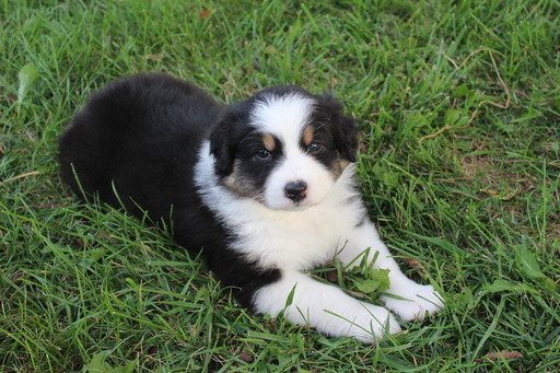 Medium Photo #1 Australian Shepherd Puppy For Sale in DONOVAN, IL, USA