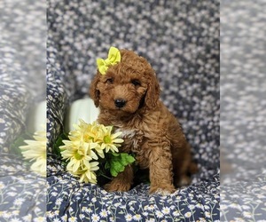 Goldendoodle (Miniature) Dog for Adoption in OXFORD, Pennsylvania USA