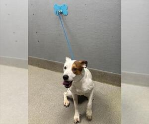 Mutt Dogs for adoption in Las Vegas, NV, USA