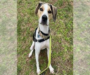 Mutt Dogs for adoption in Waterford, VA, USA