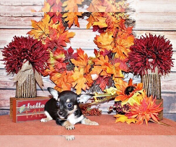 Medium Photo #3 Chihuahua Puppy For Sale in CHARLESTON, AR, USA
