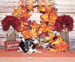 Small #2 Chihuahua