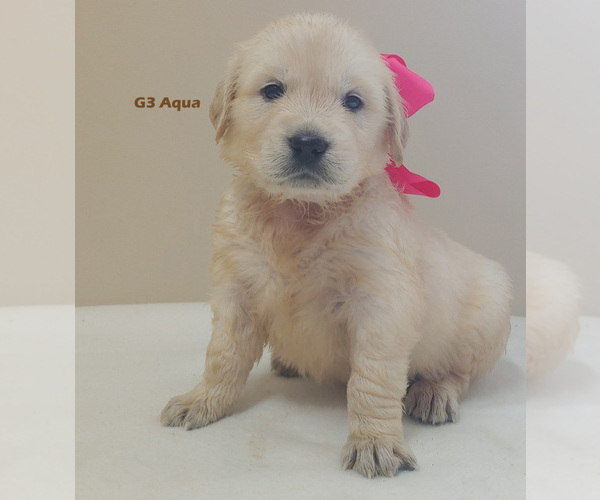 Medium Photo #3 Golden Retriever Puppy For Sale in MILFORD, MI, USA