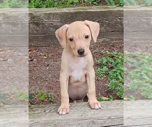 Dachshund-Whippet Mix Dogs for adoption in Wyoming, MI, USA