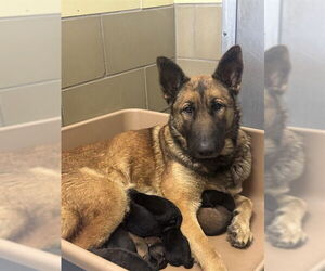 German Shepherd Dog Dogs for adoption in Riverside, CA, USA