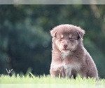 Small Photo #14 Australian Shepherd Puppy For Sale in OZARK, AR, USA