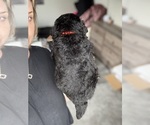 Small #3 Bernedoodle