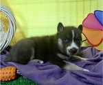 Small Photo #15 Siberian Husky Puppy For Sale in DEARBORN, MO, USA