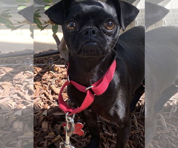 Medium Photo #9 Chug Puppy For Sale in San Diego, CA, USA