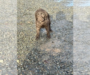 German Shorthaired Pointer-Goldendoodle Mix Puppy for sale in CASTLE ROCK, WA, USA