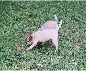 Australian Cattle Dog Litter for sale in WEST ALEXANDRIA, OH, USA