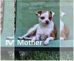 Small Photo #1 Chihuahua Puppy For Sale in MOUNT AIRY, NC, USA