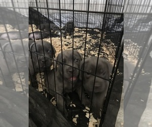 Cane Corso Puppy for sale in INTERLACHEN, FL, USA