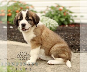 Saint Bernard Puppy for sale in MARIETTA, PA, USA