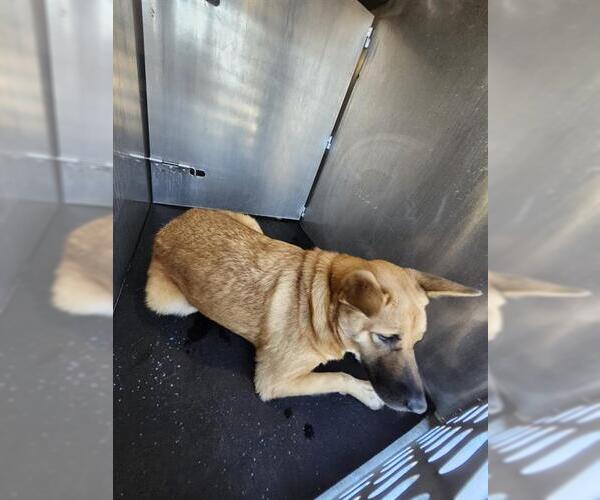 Medium Photo #1 German Shepherd Dog-Unknown Mix Puppy For Sale in San Antonio, TX, USA